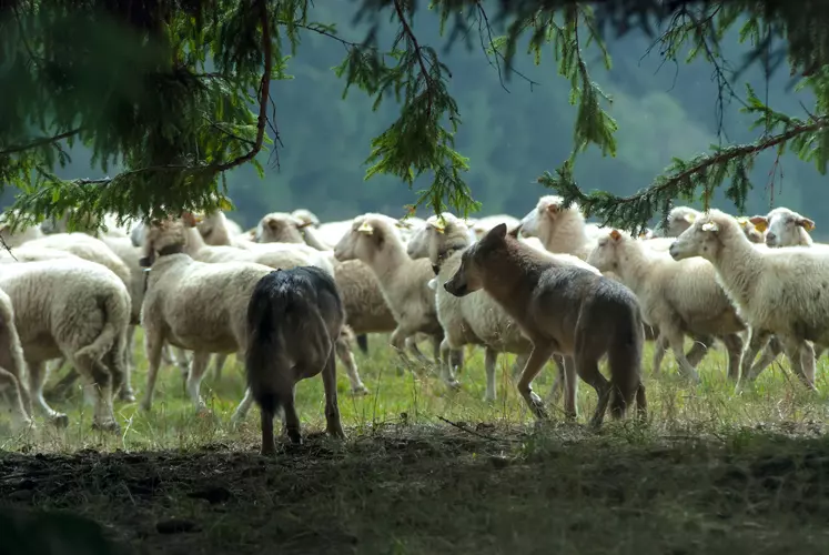 Loup devant un troupeau de brebis