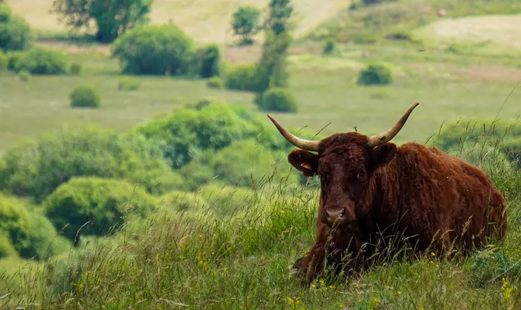 A ce jour, la zone atteinte par la FCO-8 comprend des secteurs de l’Aveyron, du Cantal, de la Lozère et du Tarn. 