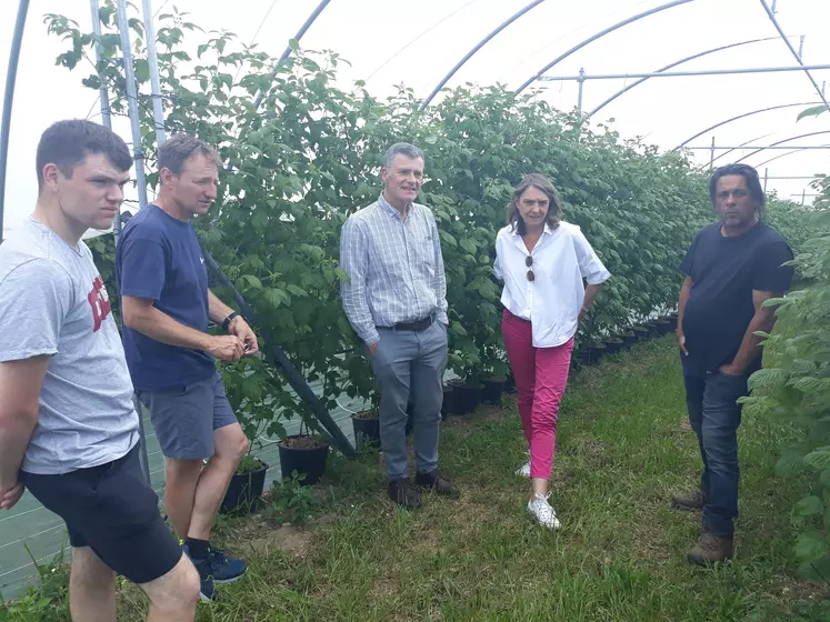 Chez Eric Pauchon, la visite s'est déroulée en présence de deux autres producteurs et du maire de St Julien Molhesabate. Ici sur une parcelle de framboisiers hors sol cultivés en pots.