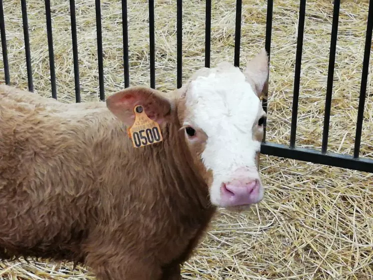 Petit veau dans une case paillée