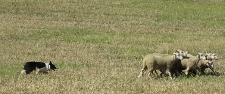 Le 16 septembre, les chiens de troupeaux Border Collie seront au travail.