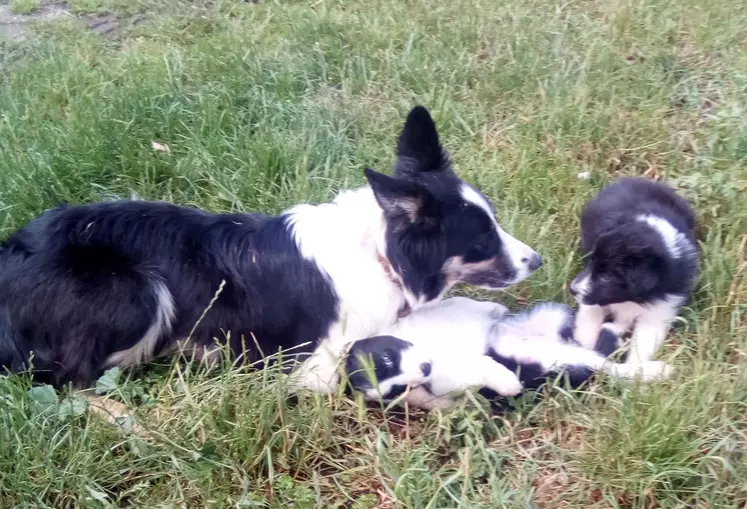 Chien de troupeau Border Collie