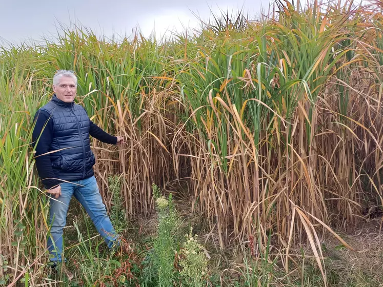 Fabrice Pradier dans l'une de ses parcelles de miscanthus.