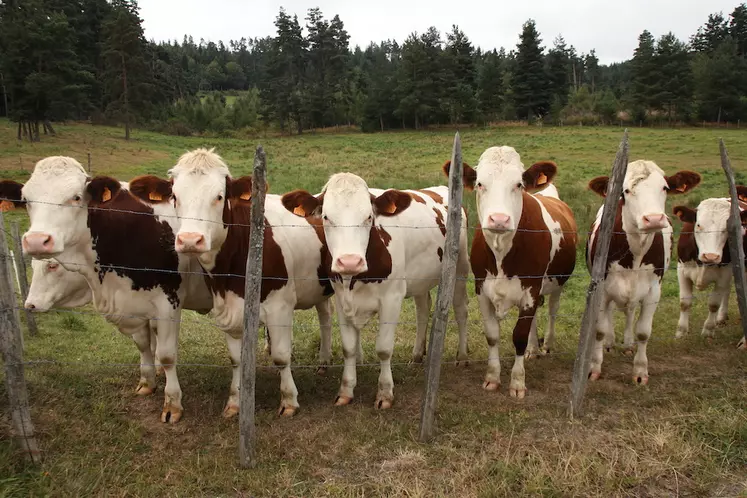 Genisses au pré