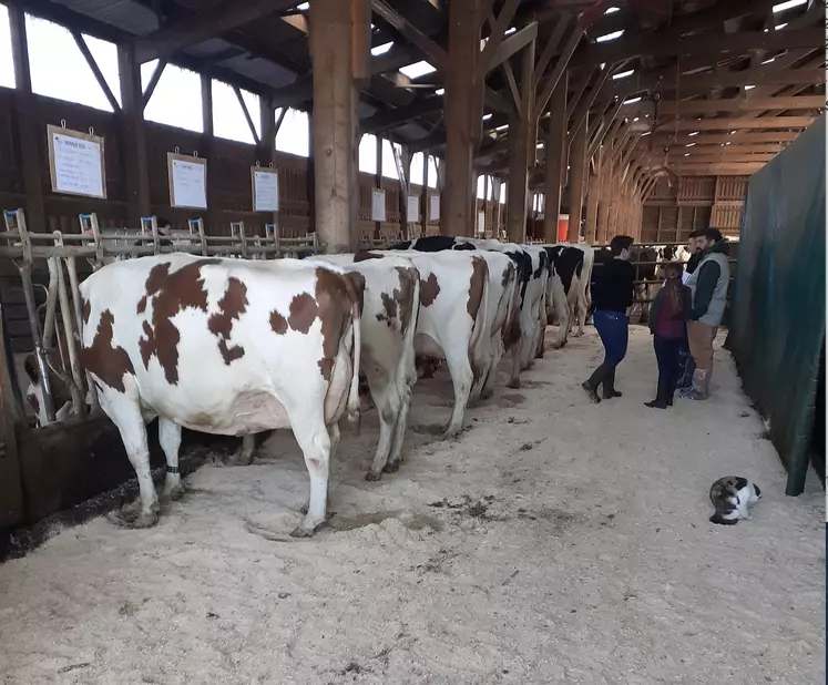 Une année bien remplie pour les éleveurs Holstein.