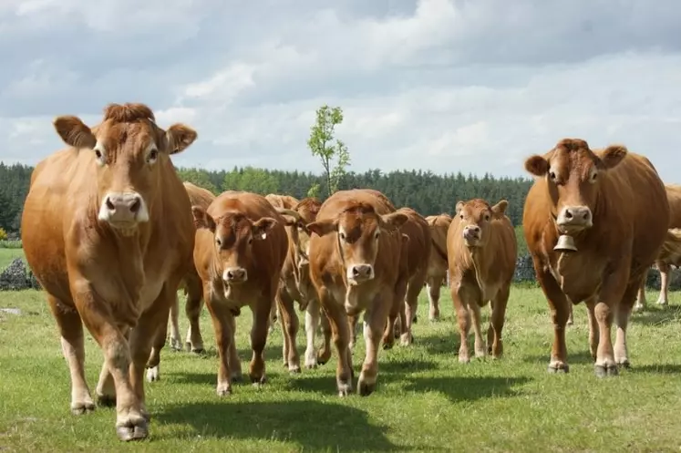 La limousine, une race qui présente des qualités d'élevage et de viande.