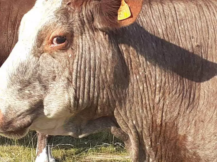 Vache atteinte de besnoitiose - perte de poils et épaissement de la peau.