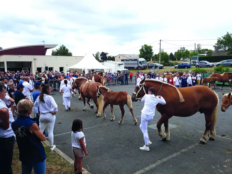 Un interrégional Comtois Massif central réussi à Solignac-sur-Loire avec de beaux animaux et un public au rendez-vous.