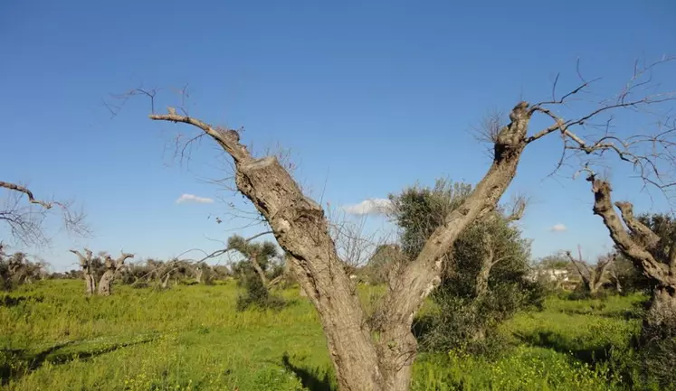 la bactérie Xylella fastidiosa menace certaines de nos plantes.