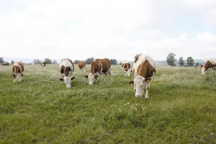 Le vêlage à deux ans est tout à fait réalisable en montbéliardes, à condition de respecter quelques règles.