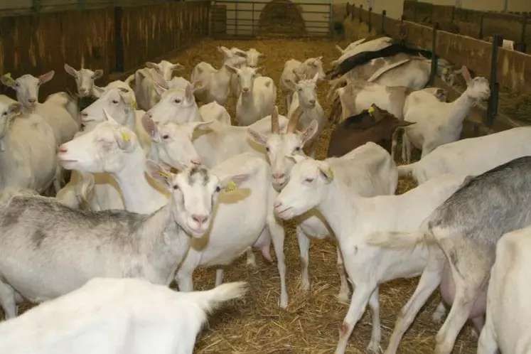 Près d'un éleveur caprin sur deux transforme à la ferme son lait.