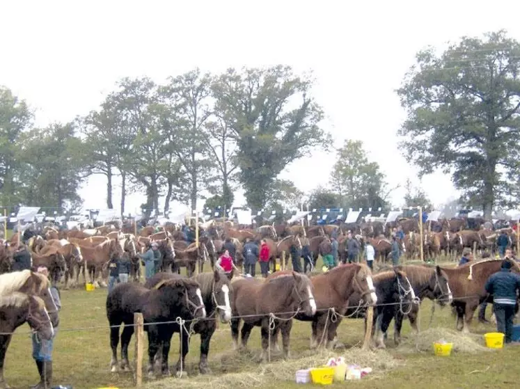 153 éleveurs et 260 chevaux participaient.