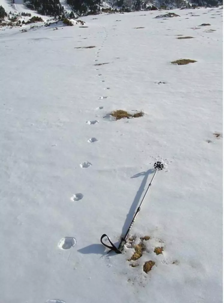 Une vingtaine d'indices de présence du loup collectés cet hiver dans le département. Photo d'illustration.