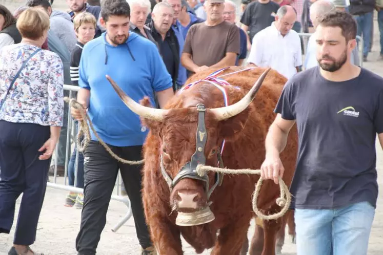 Parmi les satisfactions du Départemental salers 2018, la venue en nombre du public.