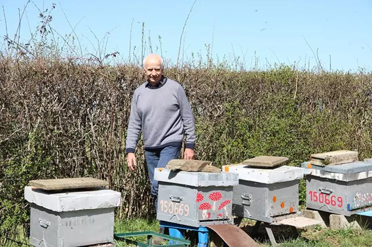 Les colonies sont reparties avec une activité des butineuses déjà bien visibles à l'entrée et la sortie des ruches de Christian Carrier installé à Arpajon-sur-Cère.
