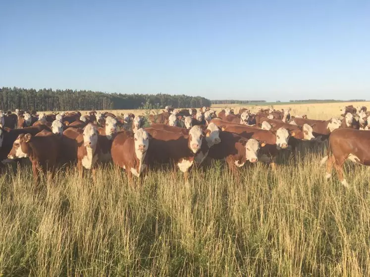 L'Uruguay a développé ces dernières années une filière d'engraissement intensive en parallèle de l'élevage de veaux maigres.