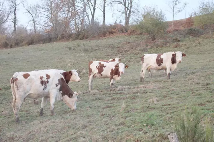 Depuis 2015, la collecte départementale de lait s’est repliée de 10 % pour tomber à 335 millions de litres.