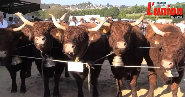 Le groupe de vaches de Frédéric Duval a fière allure.