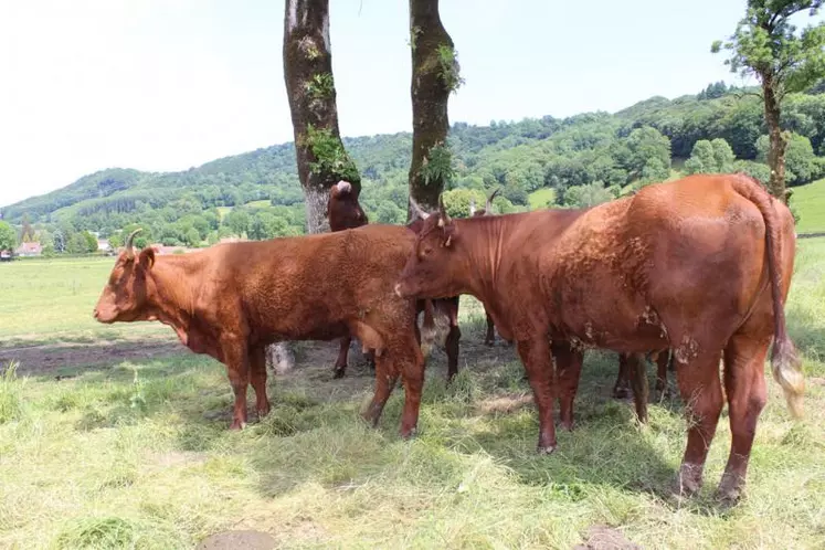 À gauche, la vache contaminée à l'ehrlichiose qui devra prochainement être abattue.