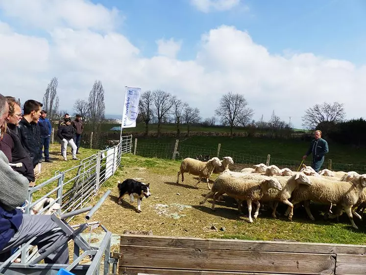 Les ateliers pratiques ont permis aux jeunes d’assister à une démonstration de chiens de troupeau organisée avec l’Acuct (Association cantalienne des utilisateurs de chiens de troupeaux).