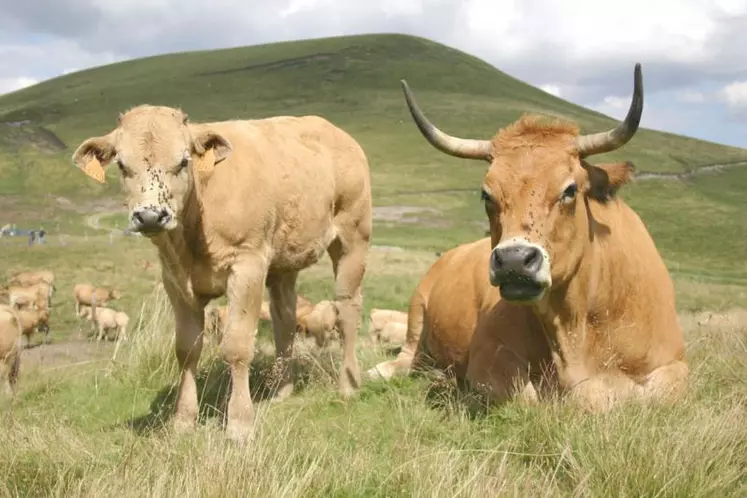 L’aubrac, une race reconnue aujourd’hui bien au-delà des frontières hexagonales.