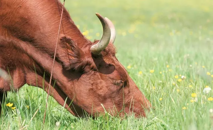 Les équipes de l'Inra ont aussi montré que les prairies, notamment pâturées, constituent de véritables pièges à carbone.