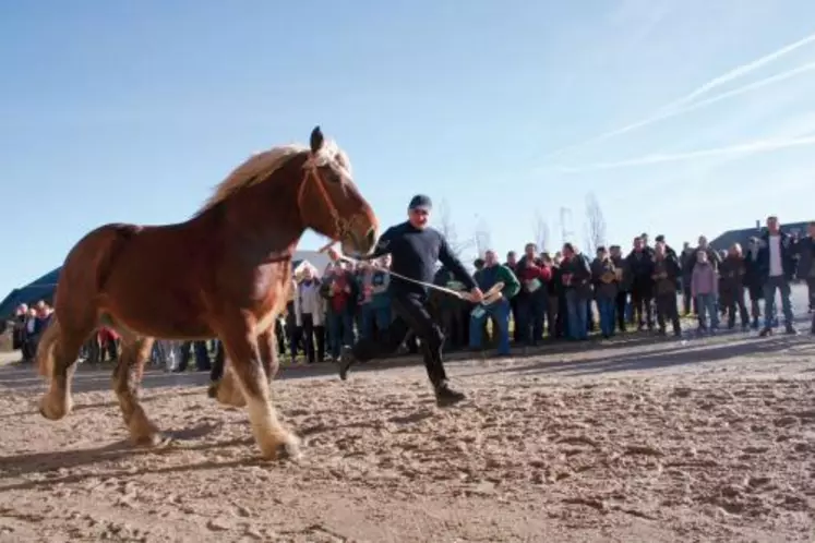 Les nouveaux étalons nationaux des Haras d’Aurillac étaient présentés samedi 13 janvier.