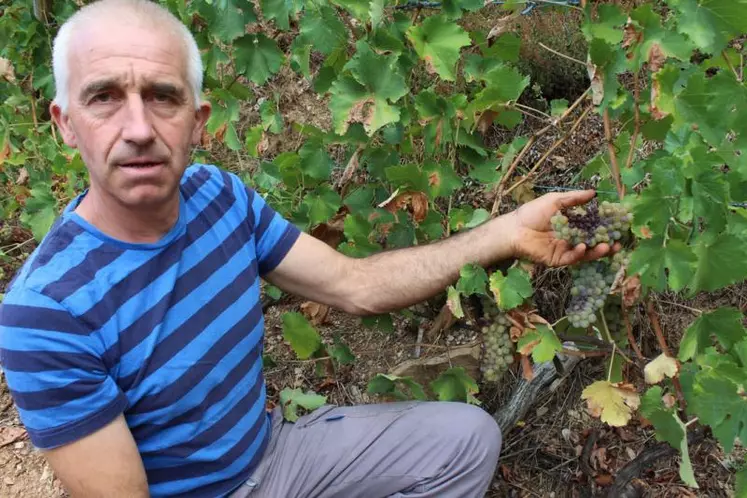 Serge Broha devant un pied de chenin impacté par la sécheresse.