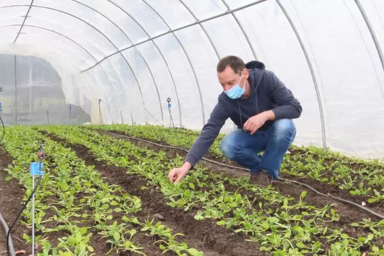 Martin Chwalek a diversifié sa production en s’essayant aux pleurotes cet hiver.