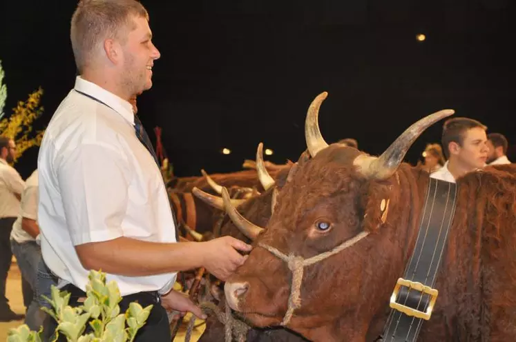 Quatre-vingt-dix exposants, 400 animaux en concours : le National salers n’a lieu que tous les cinq ans au Sommet de l’élevage. Un évènement d’envergure pour promouvoir la race et le savoir-faire des éleveurs.