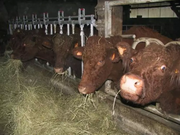 Trop peu d’éleveurs choisissent d’engraisser leurs animaux.