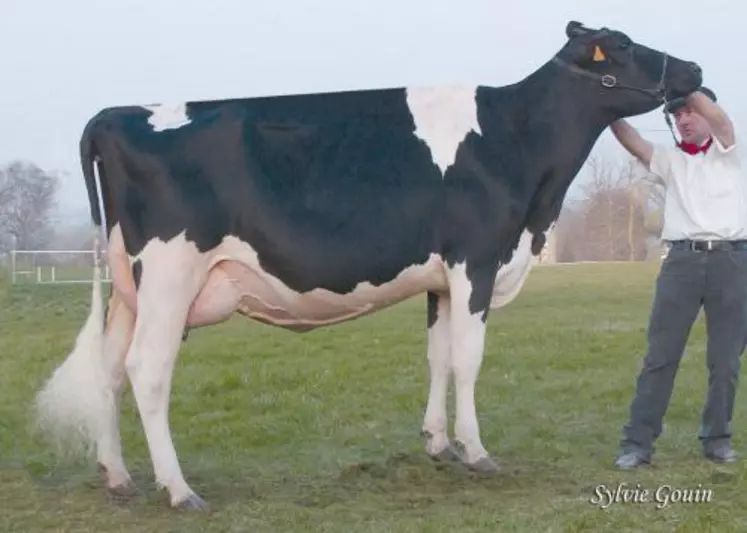 “Sadie Manoir”, appartenant à Jean-Louis Lafon (Tourniac), finit “réserve grande championne” du Top 100 prim’holstein de Baraqueville. La délégation cantalienne se classe 3e du challenge interdépartemental.