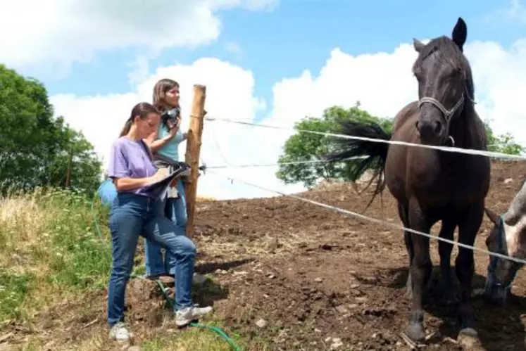 Muriel Ronez et Ève Alcaïde vérifient grâce à la grille d’évaluation si les animaux correspondent bien aux critères de la race.