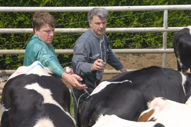 Depuis le 26 septembre dernier, 80 000 bovins ont été vaccinés dans le Cantal.