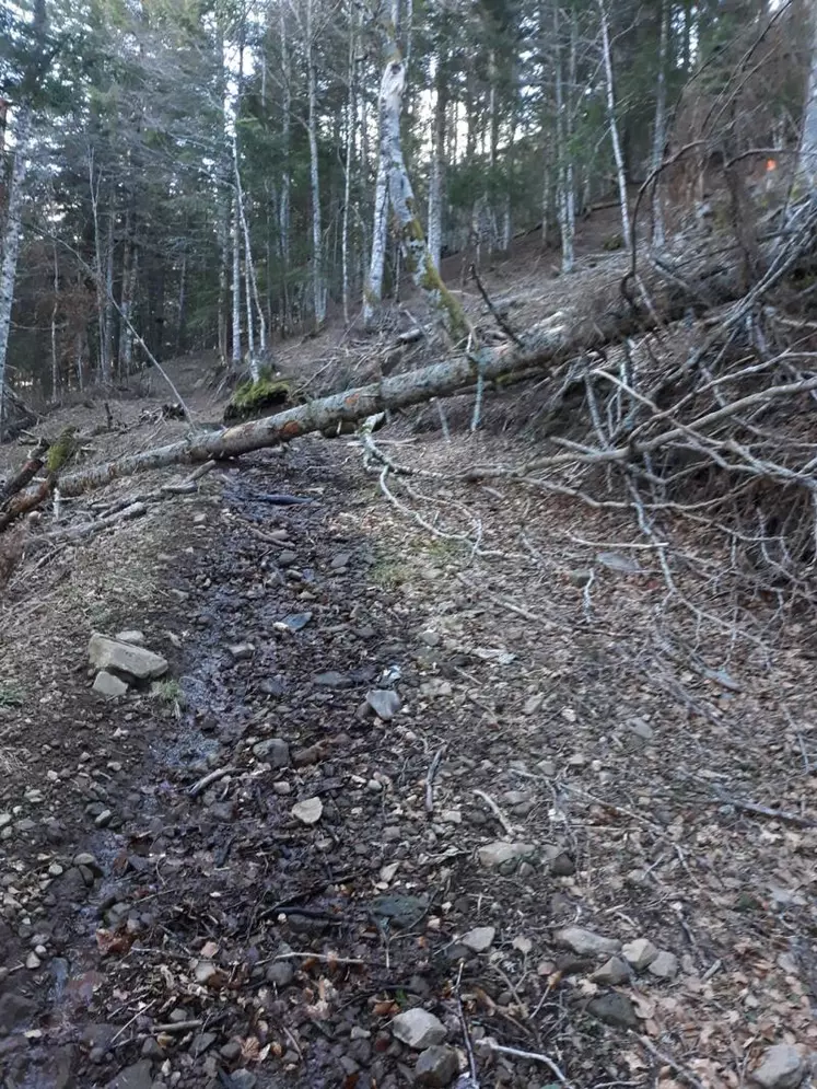 L'organisation de l'édition 2021 de l'UTPMA est semée d'embûches... Sur les photos : tronçons Les Gardes-Buron de Pranagad et Les Chazes - Les Gardes. Reste quatre ou cinq arbres à tronçonner et dégager entre les Gardes et Pranadag et peut-être à repasser une fois la neige complètement fondue.