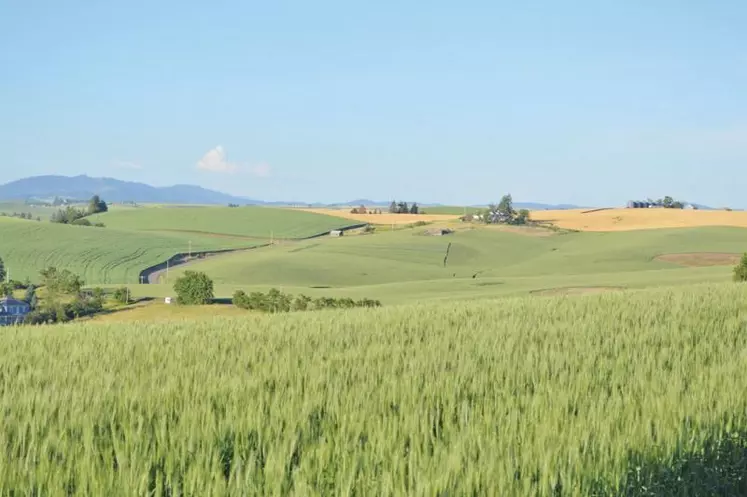 Les pieds solidement ancrés en Auvergne, le groupe Limagrain rayonne aujourd’hui dans 39 pays.