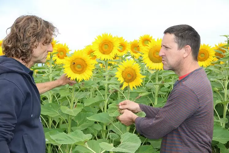 Christophe Cantuel (à droite) et Vincent Vigier devant une parcelle de tournesol.