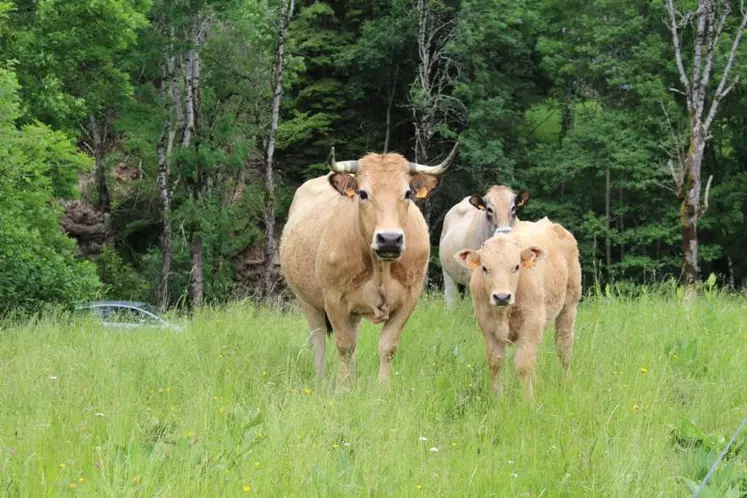 Réduction de l’empreinte carbone, diagnostic bien-être animal, juste rémunération des acteurs de la filière et viande de qualité proposée aux consommateurs : peu de secteurs de production ont pris des engagements aussi forts que la filière bovine.