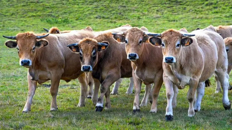 Les aubrac devaient venir dans la ville préfecture en septembre dans une volonté de pédagogie à destination des consommateurs citadins