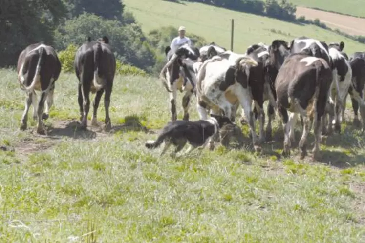 Comme s’il était doté d’un sixième sens, le chien perçoit, souvent plus vite que l’homme, l’animal qui cherche à s’échapper.