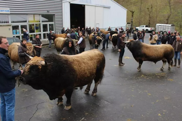 La présentation a permis de juger de la qualité des animaux qui représenteront l'aubrac à Paris.