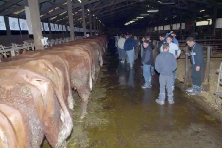 L’Inra de Marcenat abrite 110 vaches laitières et 140 limousines ou salers.