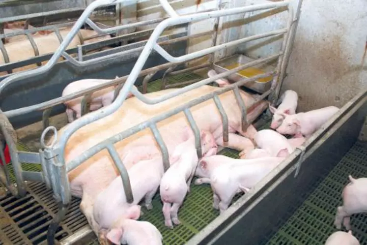 La nouvelle grille permettra aux éleveurs de la Capp de bénéficier d’un soutien jusqu’à 15 euros par porc charcutier produit.