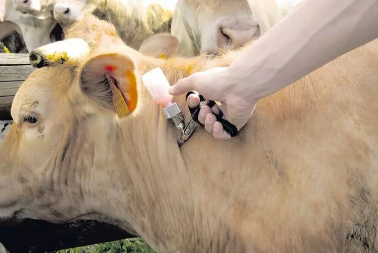 Le Cantal devrait recevoir 105 800 doses pour le sérotype 1.