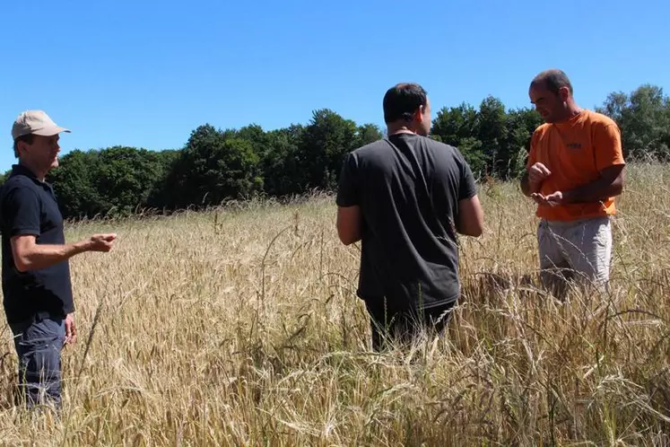 Premier examen prometteur de l’orge brassicole de Cyril et Béatrice Bromet, qui ne devrait pas tarder à être moissonnée.