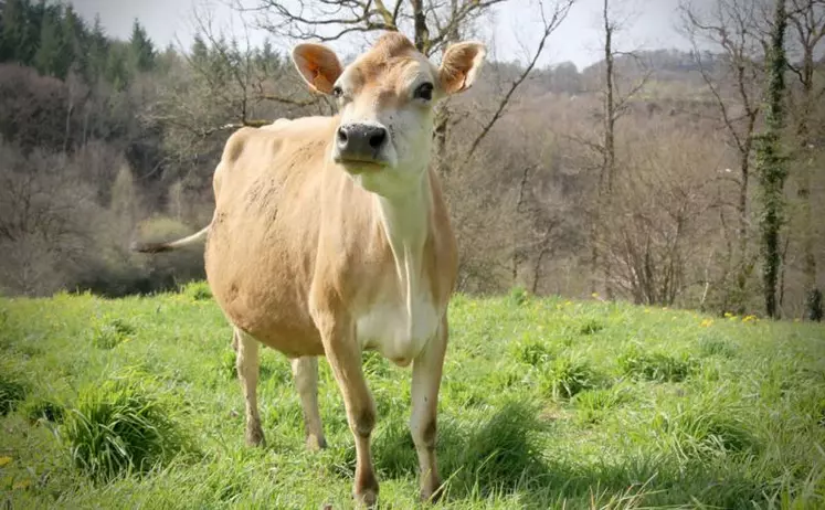 Les qualités de la race étaient rappelées par Jersiaise France lors d’une journée technique programmée dans le Cantal.