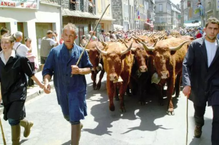 Le troupeau de l’élevage Oculy se fraie un passage dans les rues d’Allanche.