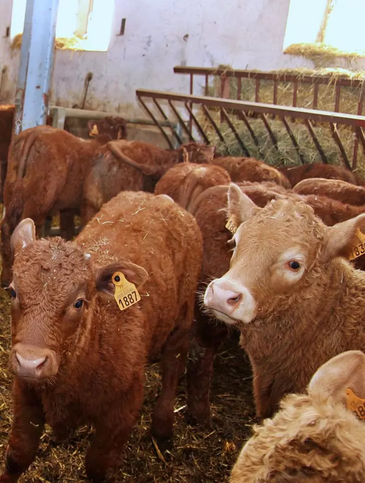 Le revenu moyen disponible est plus élevé en lait, mais comme en viande, il baisse nettement depuis 2019.