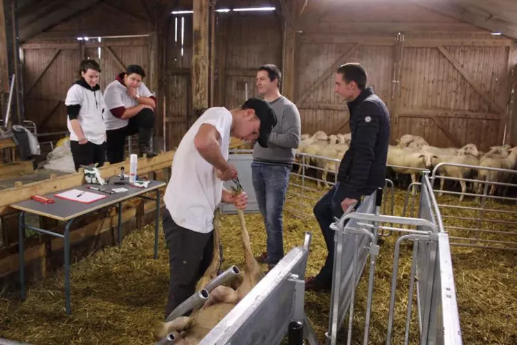 Les épreuves pratiques du matin permettent de juger des aptitudes des jeunes dans l’observation et la contention des animaux.