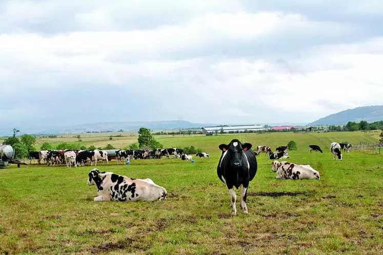 Mickaël et son frère Frédéric distribuent chaque jour quatre ballots de foin à leurs vaches.